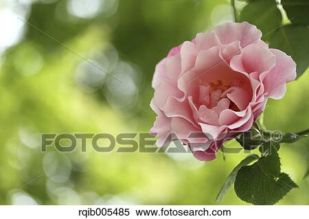 Rose flower View Large Photo Image Stock Photography - Rose flower. Fotosearch