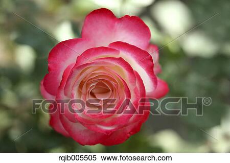 Stock Photography - Rose flower. Fotosearch