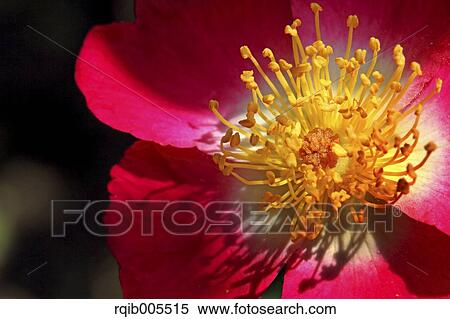 Stock Photography - Rose flower. Fotosearch
