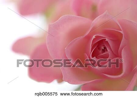 Rose flower View Large Photo Image Stock Photography - Rose flower. Fotosearch