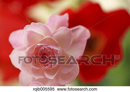 Rose flower View Large Photo Image Stock Photography - Rose flower. Fotosearch