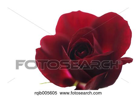 Stock Photography - Rose flower. Fotosearch