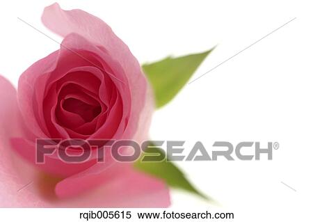 Stock Photography - Rose flower. Fotosearch
