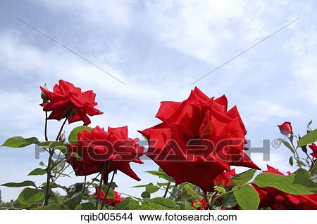Rose flowers and sky View Large Photo Image Picture - Rose flowers and sky. Fotosearch