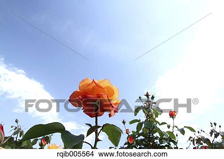 Rose flowers and sky View Large Photo Image Picture - Rose flowers and sky. Fotosearch