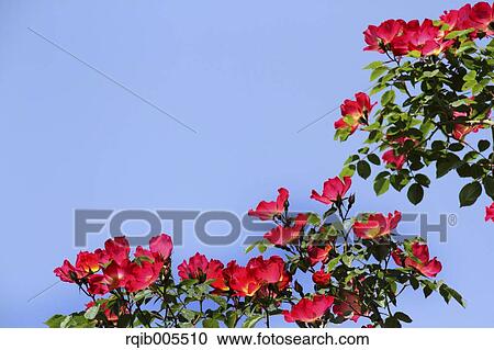 Rose flowers and sky View Large Photo Image Stock Image - Rose flowers and sky. Fotosearch