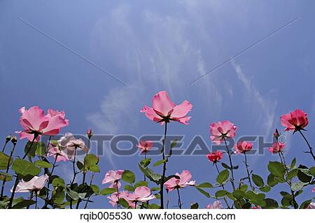 Stock Image - Rose flowers and sky. Fotosearch