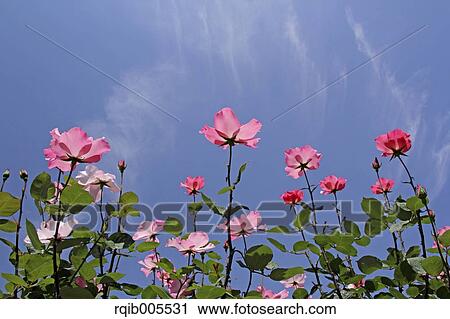 Stock Image - Rose flowers and sky. Fotosearch