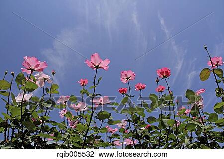 Rose flowers and sky View Large Photo Image Stock Image - Rose flowers and sky. Fotosearch