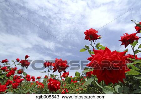 Stock Image - Rose flowers and sky. Fotosearch