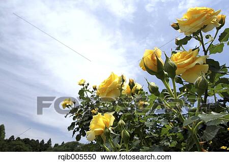 Stock Image - Rose flowers and sky. Fotosearch