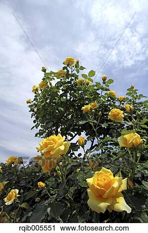 Rose flowers and sky View Large Photo Image Stock Image - Rose flowers and sky. Fotosearch