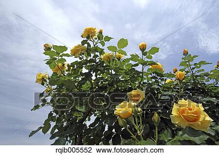 Rose flowers and sky View Large Photo Image Stock Image - Rose flowers and sky. Fotosearch