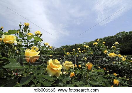 Stock Image - Rose flowers and sky. Fotosearch