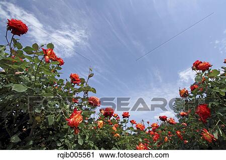 Rose flowers and sky View Large Photo Image Stock Image - Rose flowers and sky. Fotosearch