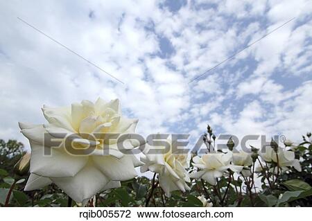 Rose flowers and sky View Large Photo Image Stock Image - Rose flowers and sky. Fotosearch