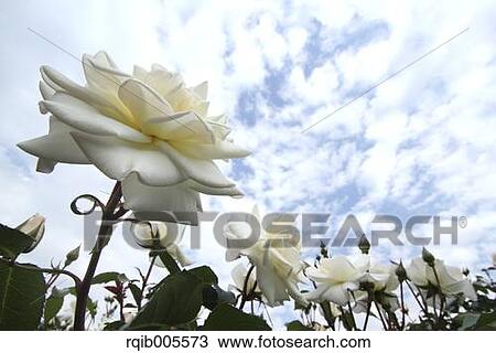 Rose flowers and sky View Large Photo Image Stock Image - Rose flowers and sky. Fotosearch