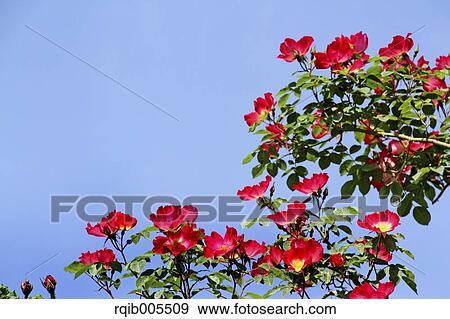 Rose flowers and sky View Large Photo Image Stock Photo - Rose flowers and sky. Fotosearch