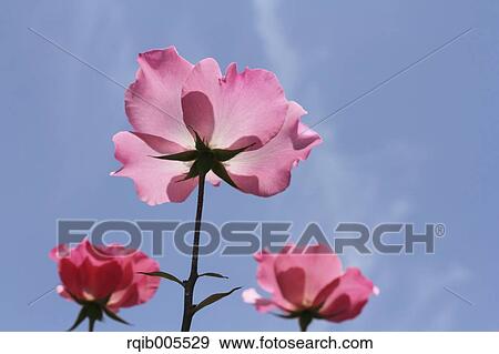 Rose flowers and sky View Large Photo Image Stock Photo - Rose flowers and sky. Fotosearch