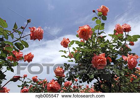 Stock Photo - Rose flowers and sky. Fotosearch