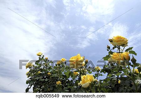 Rose flowers and sky View Large Photo Image Stock Photo - Rose flowers and sky. Fotosearch