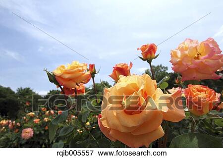Rose flowers and sky View Large Photo Image Stock Photo - Rose flowers and sky. Fotosearch