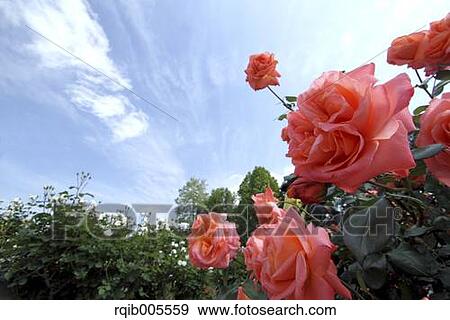 Rose flowers and sky View Large Photo Image Stock Photo - Rose flowers and sky. Fotosearch