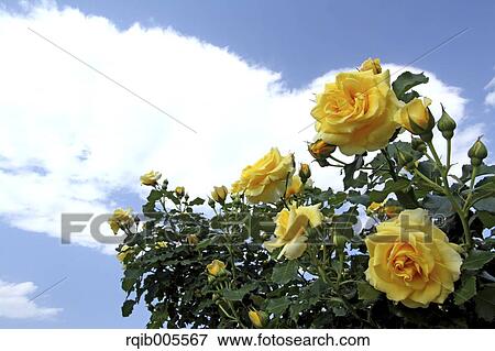 Stock Photo - Rose flowers and sky. Fotosearch