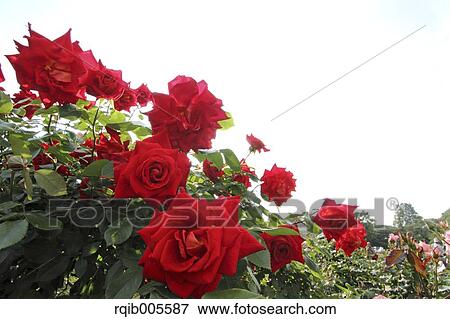 Rose flowers and sky View Large Photo Image Stock Photo - Rose flowers and sky. Fotosearch