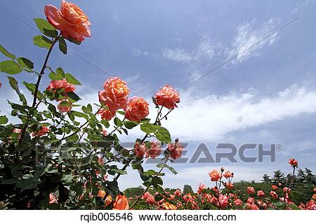 Stock Photograph - Rose flowers and sky. Fotosearch