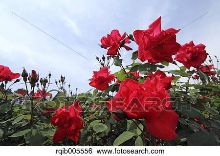 Stock Photograph - Rose flowers and sky. Fotosearch