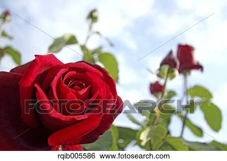 Rose flowers and sky View Large Photo Image Stock Photograph - Rose flowers and sky. Fotosearch