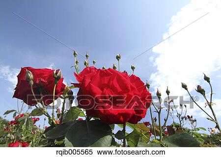 Rose flowers and sky View Large Photo Image Stock Photography - Rose flowers and sky. Fotosearch