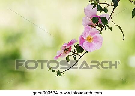 Picture - Rose flowers. Fotosearch