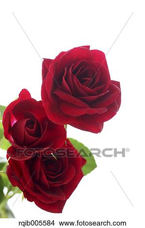 Rose flowers View Large Photo Image Picture - Rose flowers. Fotosearch