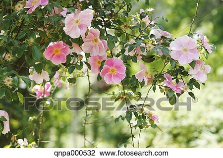 Rose flowers View Large Photo Image Stock Image - Rose flowers. Fotosearch