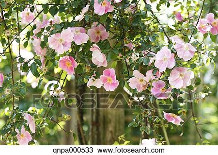 Stock Image - Rose flowers. Fotosearch