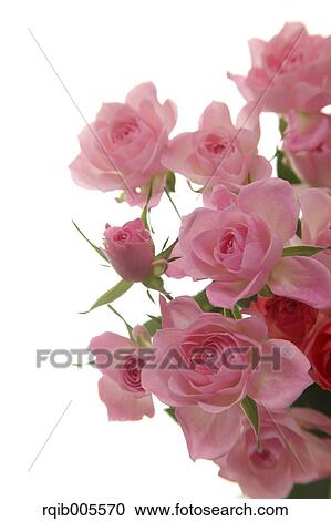 Stock Image - Rose flowers. Fotosearch