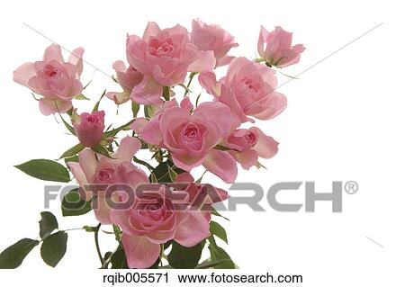 Rose flowers View Large Photo Image Stock Image - Rose flowers. Fotosearch
