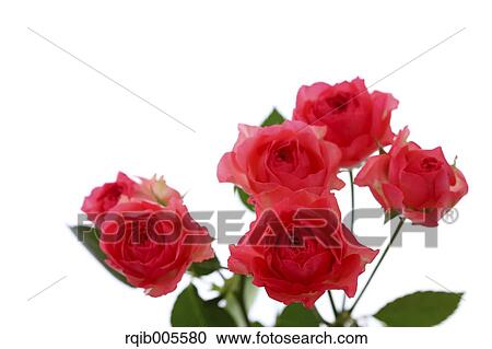 Rose flowers View Large Photo Image Stock Image - Rose flowers. Fotosearch