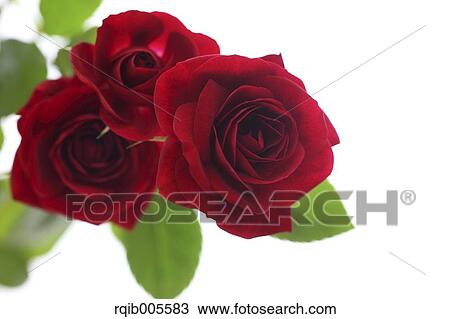 Rose flowers View Large Photo Image Stock Image - Rose flowers. Fotosearch