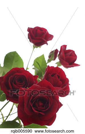 Stock Image - Rose flowers. Fotosearch