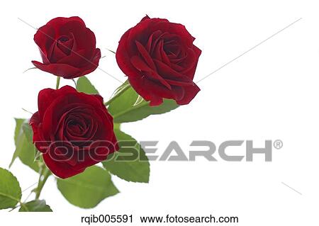 Stock Image - Rose flowers. Fotosearch