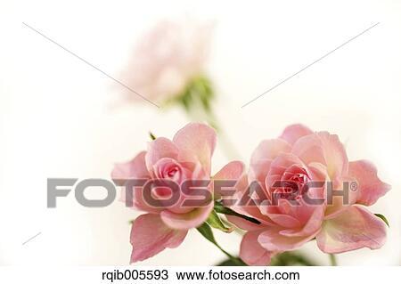 Rose flowers View Large Photo Image Stock Image - Rose flowers. Fotosearch