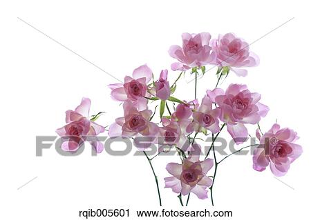 Rose flowers View Large Photo Image Stock Image - Rose flowers. Fotosearch