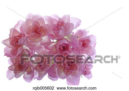Rose flowers View Large Photo Image Stock Image - Rose flowers. Fotosearch