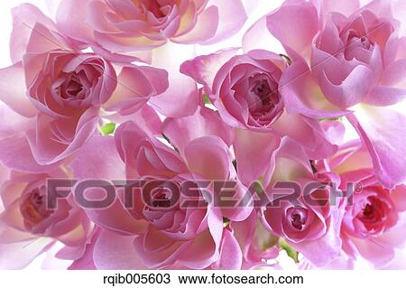 Stock Image - Rose flowers. Fotosearch
