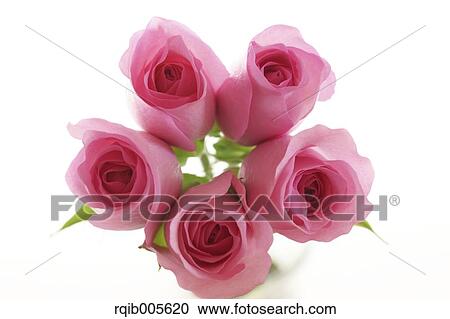Stock Image - Rose flowers. Fotosearch