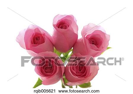 Stock Image - Rose flowers. Fotosearch