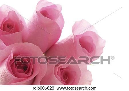 Stock Image - Rose flowers. Fotosearch